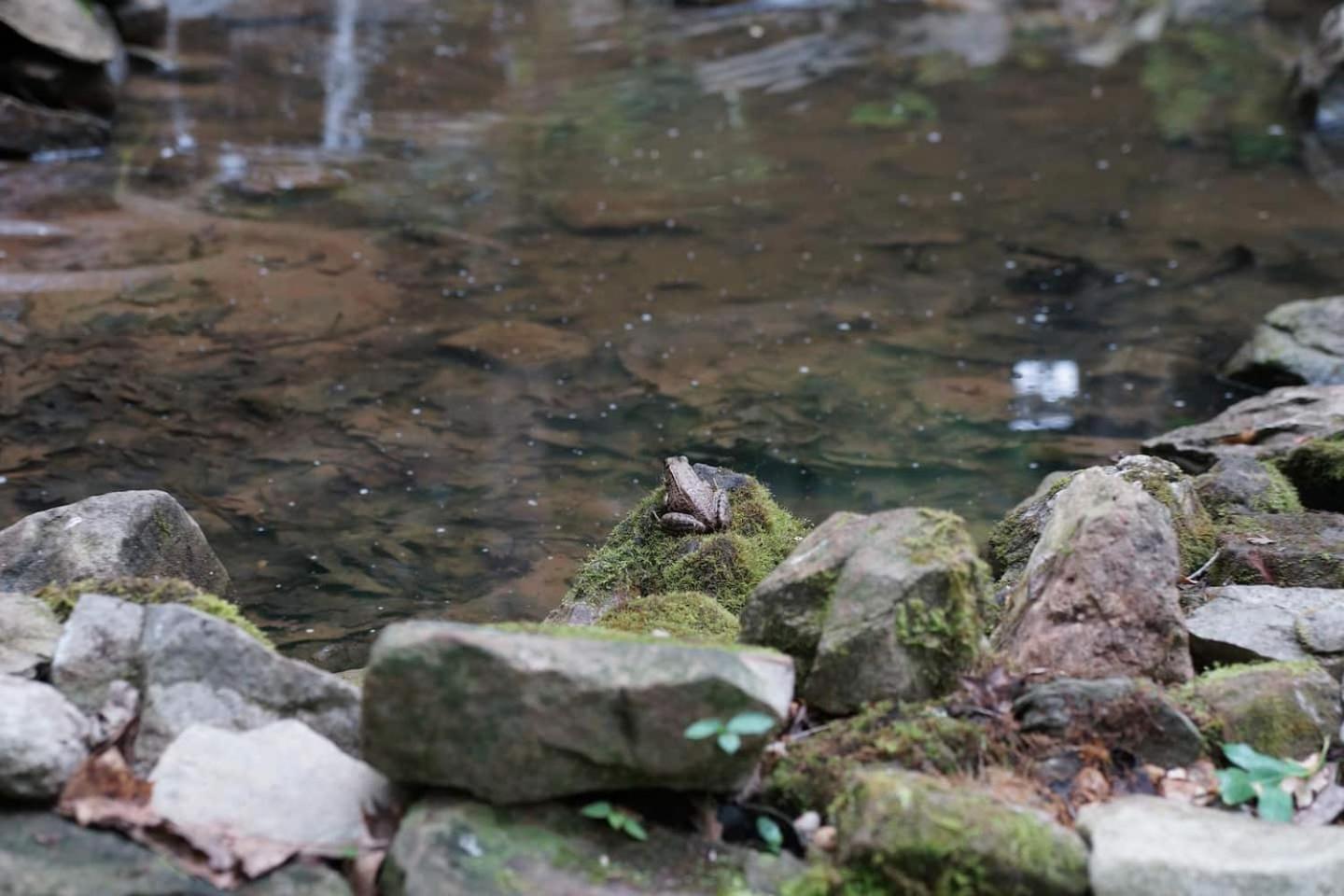 A Mammoth Cave Getaway Park City